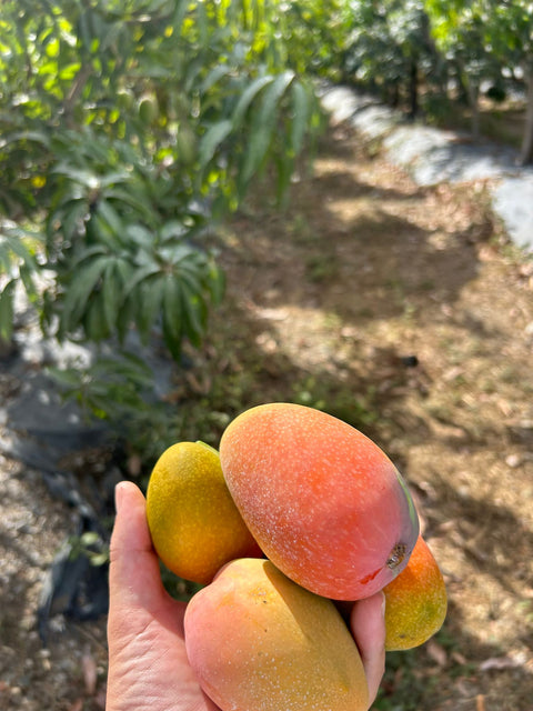 Mango Glenn Bio
