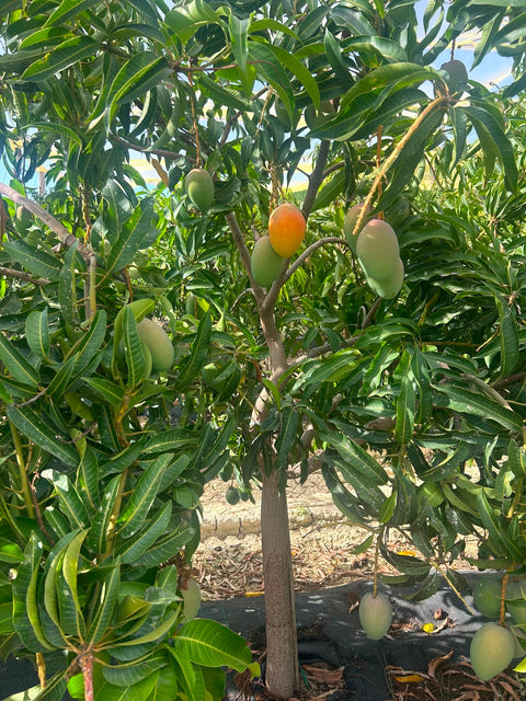 Mango Glenn Bio