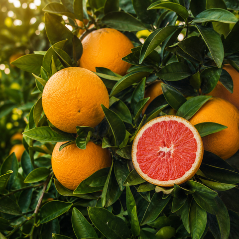 Cara Cara Orangen