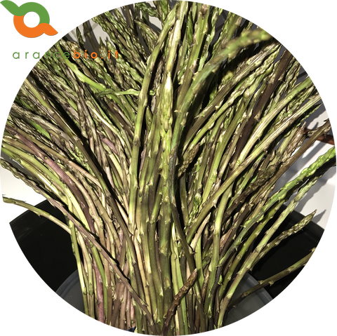 Wild woodland asparagus