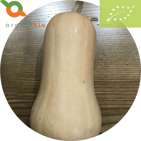 Zucca Butternut bio