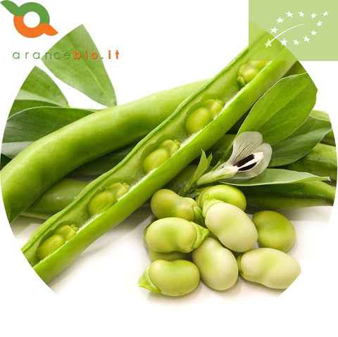 Fave fresche in baccello Bio 2 Kg