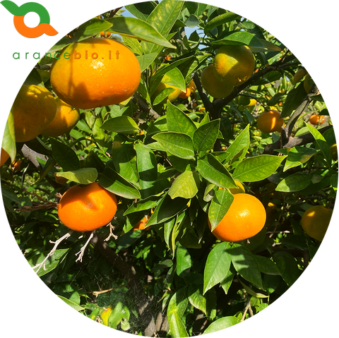 Clementine dell'Etna