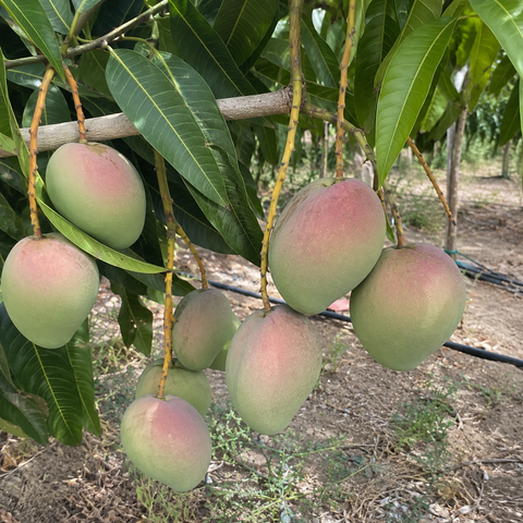 Mango Kensington Pride Bio