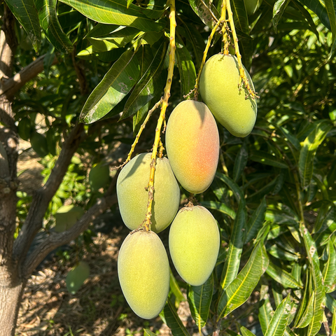 Mango Glenn Bio