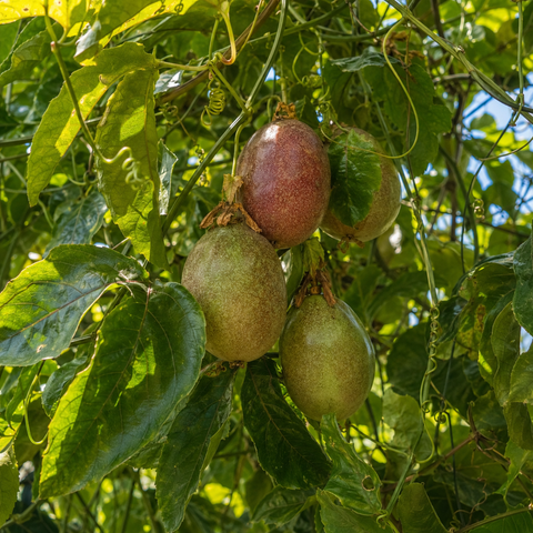 Frutto della passione Bio