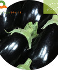 Melanzana nera Biologica