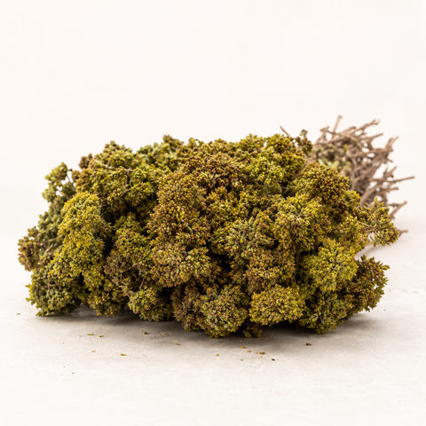 Origano selvatico di bosco