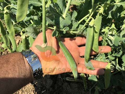 Piselli Freschi in baccello Bio