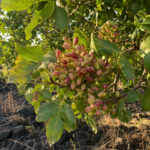 Pistacchi di Sicilia