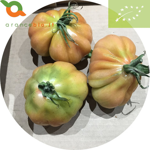 Pomodoro cuore di bue Biologico