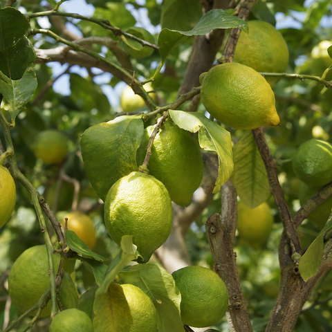 Limoni Bio Verdello