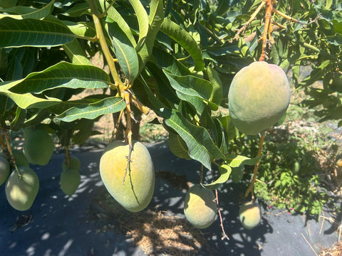 Mango Glenn Bio - 6 Kg