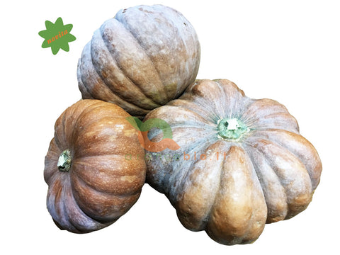 Zucchine e Zucche